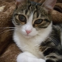 Tekir Kedi, Kedi  Fıstık fotoğrafı