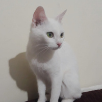 Ankara Kedisi, Kedi  prenses fotoğrafı