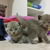 British Shorthair, Kedi  Maya’s family fotoğrafı