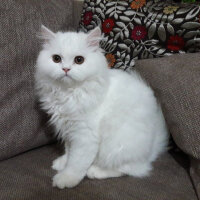 Van Kedisi, Kedi  atos fotoğrafı