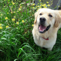 Golden Retriever, Köpek  TARÇIN fotoğrafı