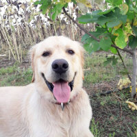 Golden Retriever, Köpek  TARÇIN fotoğrafı