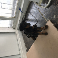 Doberman Pinscher, Köpek  Lisa fotoğrafı