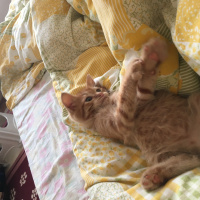 Tekir Kedi, Kedi  Şıkşık fotoğrafı