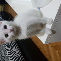 Van Kedisi, Kedi  inci fotoğrafı