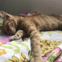 Tekir Kedi, Kedi  Gözlerini yaktıkları Şanslıya acil yuva kör değil! fotoğrafı