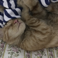 Tekir Kedi, Kedi  Gözlerini yaktıkları Şanslıya acil yuva kör değil! fotoğrafı