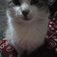 Tekir Kedi, Kedi  Kaju fotoğrafı