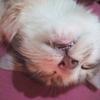 Tekir Kedi, Kedi  Kaju fotoğrafı