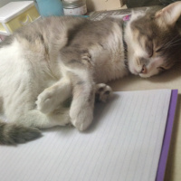 Tekir Kedi, Kedi  Kaju fotoğrafı