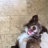 Sokö (Sokak Köpeği), Köpek  osman fotoğrafı