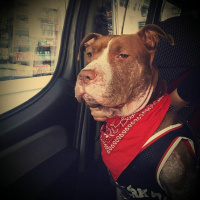 Amerikan Pitbull Terrier, Köpek  Jerry fotoğrafı