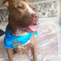 Amerikan Pitbull Terrier, Köpek  Jerry fotoğrafı