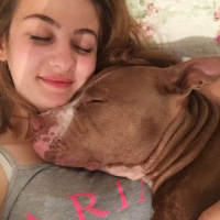 Amerikan Pitbull Terrier, Köpek  Jerry fotoğrafı