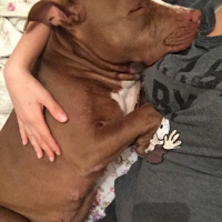 Amerikan Pitbull Terrier, Köpek  Jerry fotoğrafı