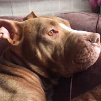 Amerikan Pitbull Terrier, Köpek  Jerry fotoğrafı