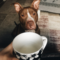 Amerikan Pitbull Terrier, Köpek  Jerry fotoğrafı