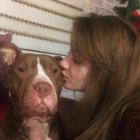 Amerikan Pitbull Terrier, Köpek  Jerry fotoğrafı