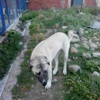 Kangal, Köpek  ŞILLIK fotoğrafı