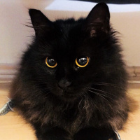 Tiffany/Chantilly, Kedi  Ayza fotoğrafı