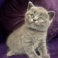 British Shorthair, Kedi  Dobby fotoğrafı