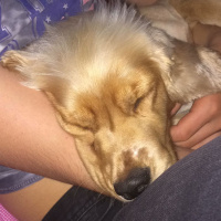 İngiliz Cocker Spaniel, Köpek  Kuki fotoğrafı