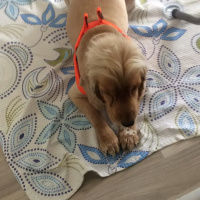 İngiliz Cocker Spaniel, Köpek  Kuki fotoğrafı