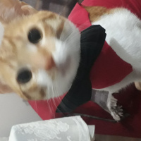 Tekir Kedi, Kedi  Huysuz fotoğrafı