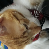 Tekir Kedi, Kedi  Huysuz fotoğrafı