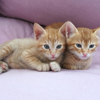 Tekir Kedi, Kedi  Mocha ve Latte fotoğrafı