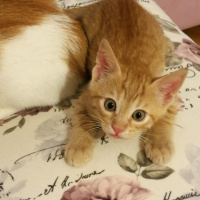 Tekir Kedi, Kedi  Mocha ve Latte fotoğrafı
