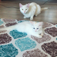 Van Kedisi, Kedi  Sütlaç fotoğrafı