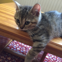 Tekir Kedi, Kedi  Piko fotoğrafı