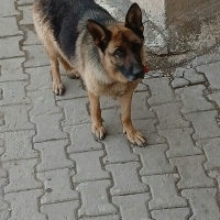 k1790204 kullanıcısının #272354 peti