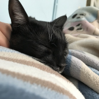 Tekir Kedi, Kedi  Luna fotoğrafı