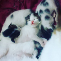 Tekir Kedi, Kedi  sabahattin fotoğrafı
