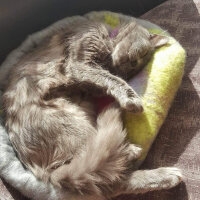 Nebelung, Kedi  Totoro fotoğrafı