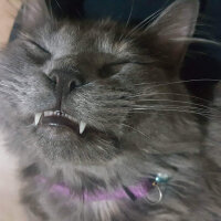 Nebelung, Kedi  Totoro fotoğrafı