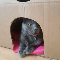 Nebelung, Kedi  Totoro fotoğrafı