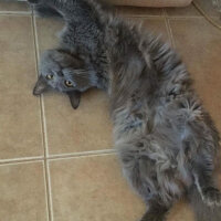 Nebelung, Kedi  Totoro fotoğrafı