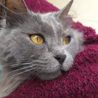 Nebelung, Kedi  Totoro fotoğrafı