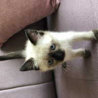 Siyam Kedisi, Kedi  Şans fotoğrafı