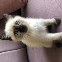 Siyam Kedisi, Kedi  Şans fotoğrafı