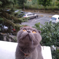 Scottish Fold, Kedi  sırrı fotoğrafı