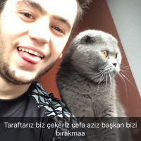 Scottish Fold, Kedi  sırrı fotoğrafı