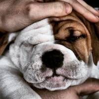 İngiliz Bulldog, Köpek  HAMUR fotoğrafı