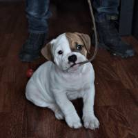 İngiliz Bulldog, Köpek  HAMUR fotoğrafı