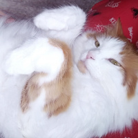 Ankara Kedisi, Kedi  Ponçiğim fotoğrafı