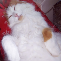 Ankara Kedisi, Kedi  Ponçiğim fotoğrafı