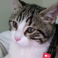 Tekir Kedi, Kedi  Öpücük fotoğrafı